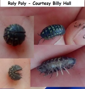 Rolly Polly - Courtesy Billy Hall wm 